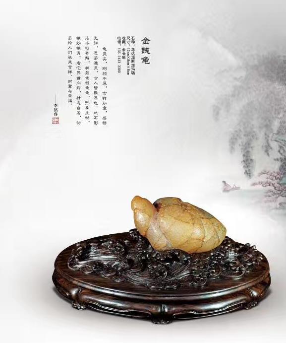 金钱龟