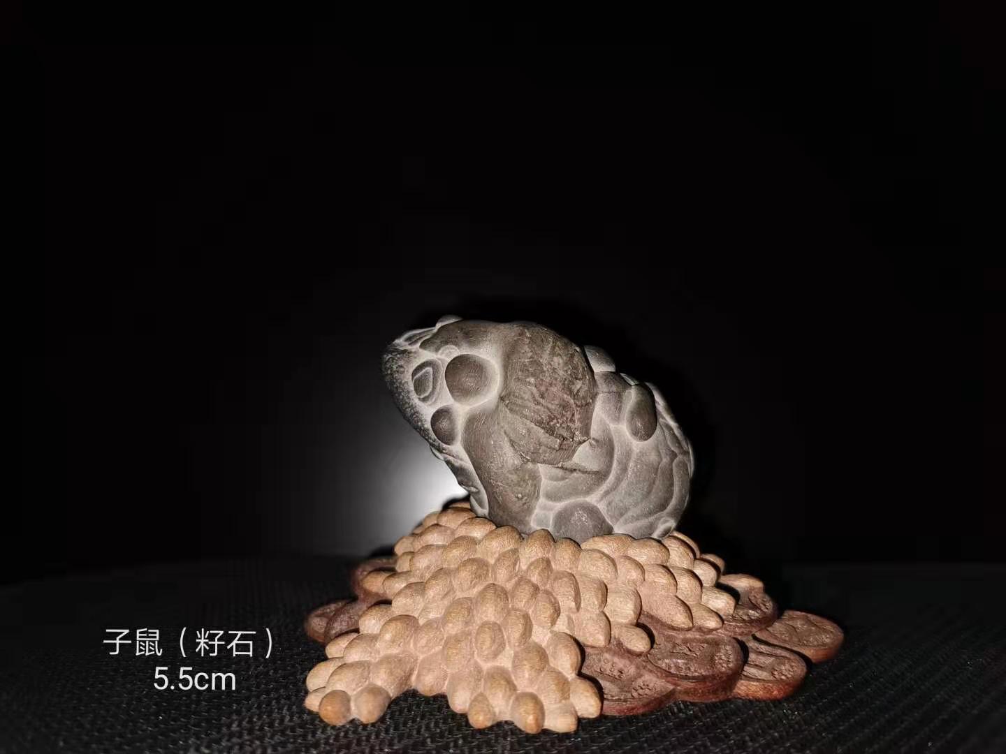 子鼠